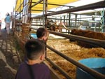 Kids looking at bull through gate