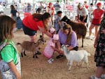 People feeding baby goats
