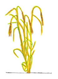 Barley Image
