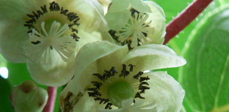 Kiwi blossom up close