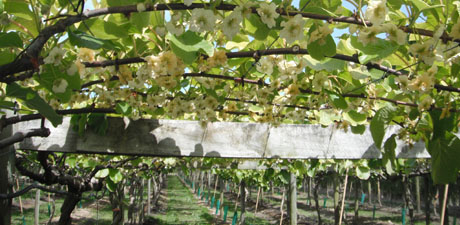 many kiwi blossoms on vines