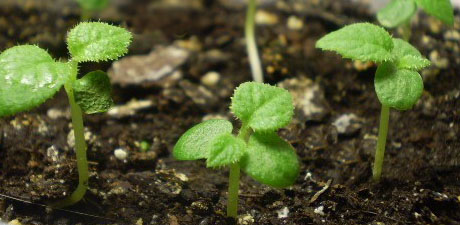 kiwi sprouts