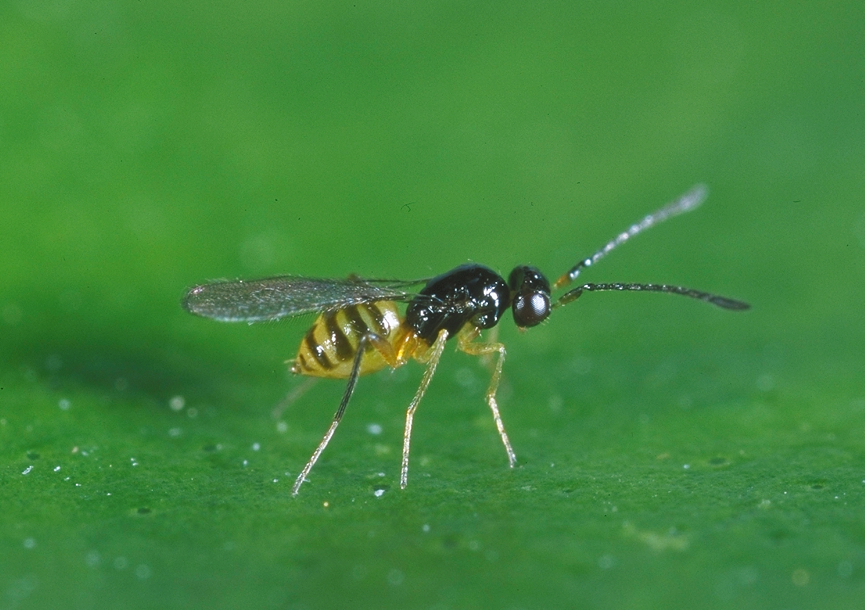 Cosmocomoidea ashmeadi - Parasitoid successfully used in the fight against GWSS