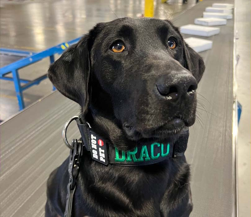 Detector Dog Draco