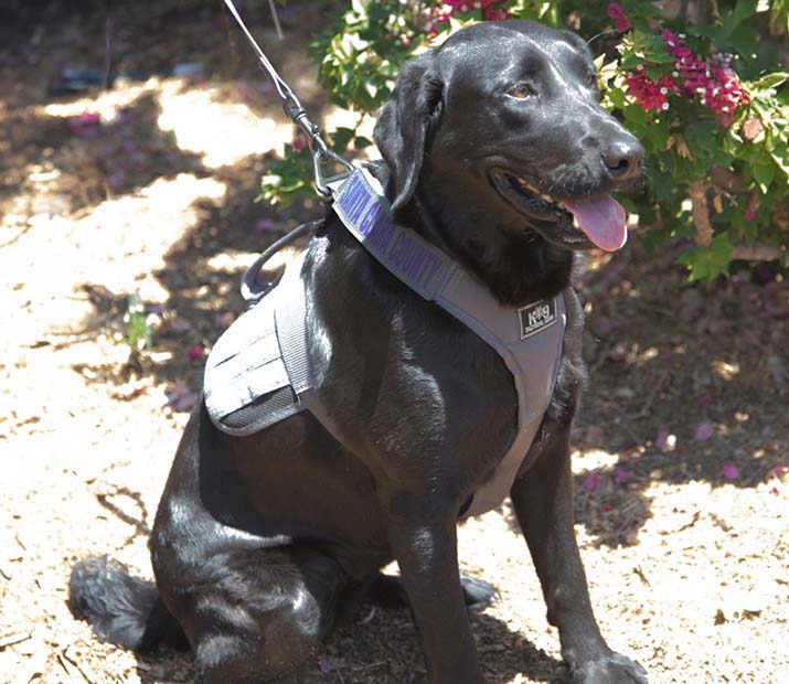 Detector Dog Everest