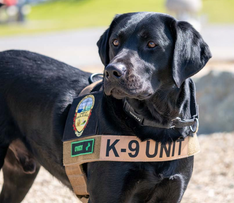 Detector Dog Owen