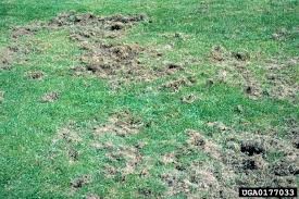 Larvae damage to turf