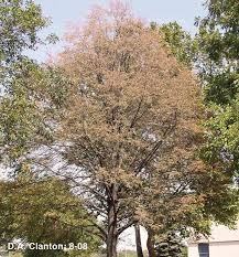 Image result for japanese beetle damage