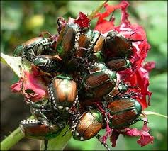 Image result for japanese beetle damage