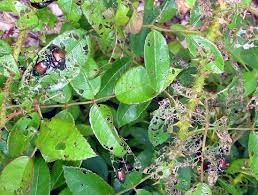 Image result for japanese beetle damage