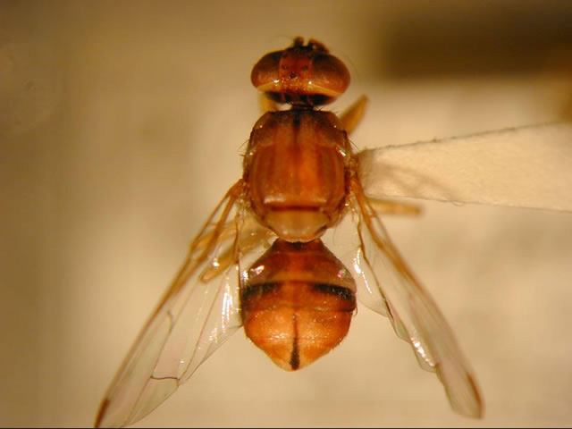 Peach Fruit Fly, Photo by Curtis Takahashi, CDFA