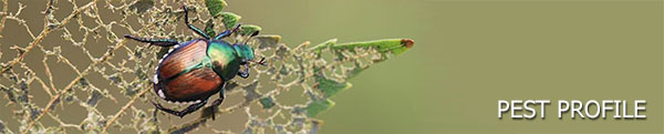 Japanese Beetle Pest Profile