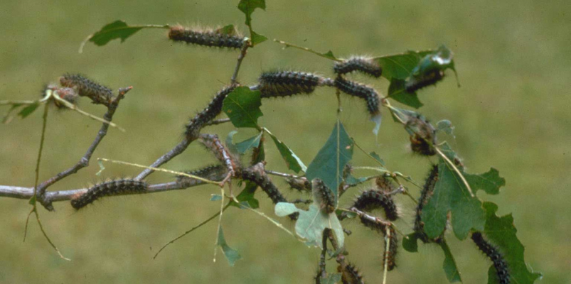 Caterpillars Defoliation Trees