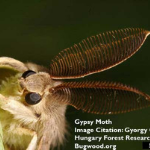 Adult Spongy Moth (Photo Credit: Gyorgy Csoka, Hungary Forest Research Institute, Bugwood.org)
