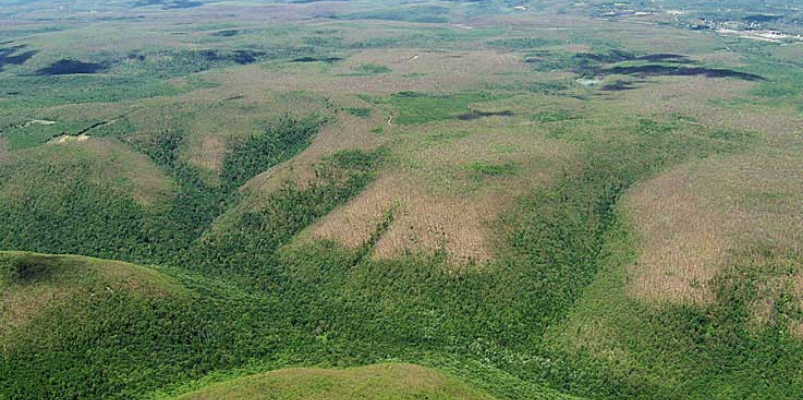 Pennsylvania - Aerial photo swhowing spongy moth defoliation of hardwood trees, Pennsylvania, July og 2007.
