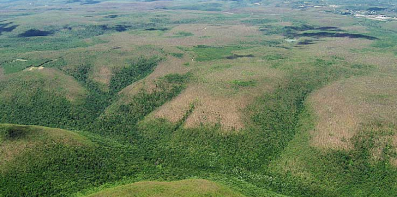 Pennsylvania -  Aerial photo swhowing spongy moth defoliation of hardwood trees, Pennsylvania, July og 2007.