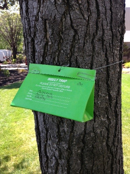 Spongy moth trap fastened to a tree trunk with wire