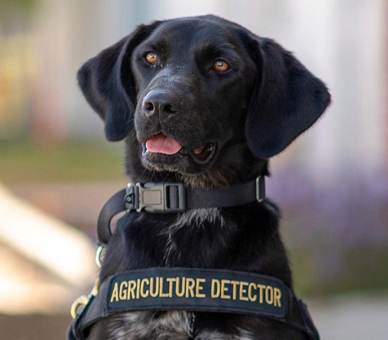 Detector Dog Harper