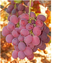 Red Globe Grape Cluster (Photo by Ed Williams, CDFA) Red Globe Grape Cluster (Photo by Ed Williams, CDFA)
