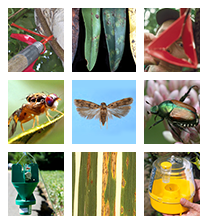 Pest Program Home Page image Pest Program Home Page image