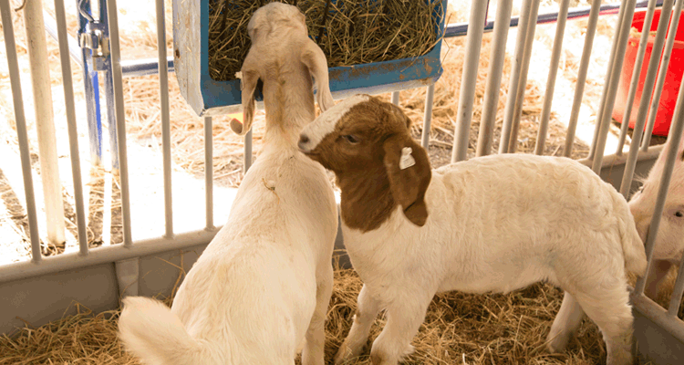 goats goats