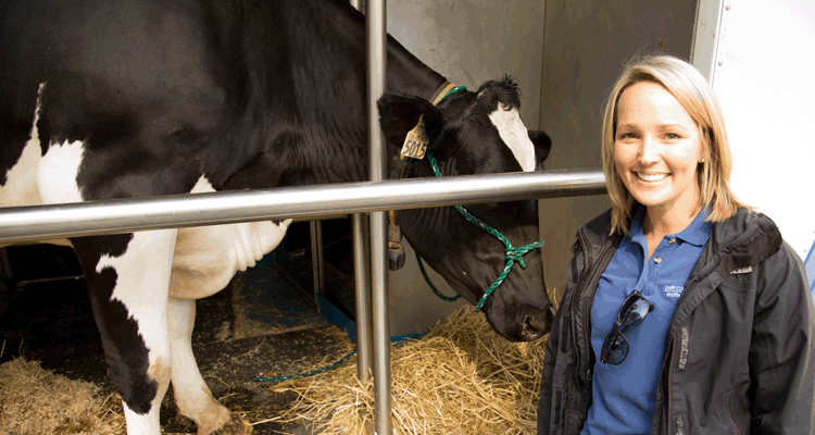 Teaching cow Teaching cow