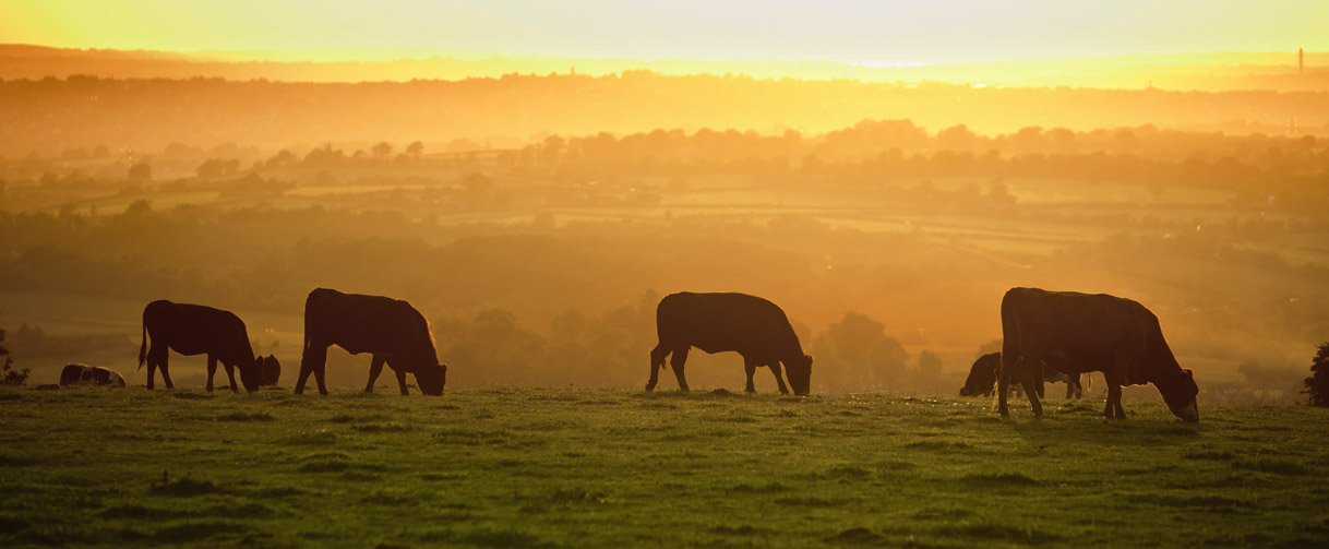 Cows in a field