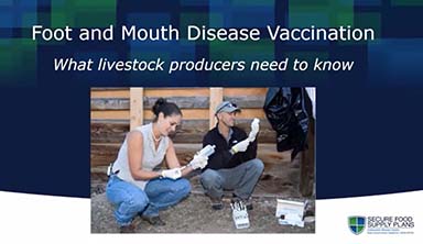 intro image to foot and mouth disease vaccine video