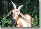 a brown goat