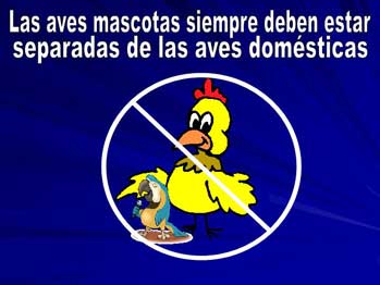 Las aves masotas siempre deben estar separadas de las aves domesticas
