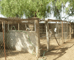 Good bird quarters