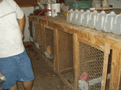 Fresh clothing for working around birds at home
