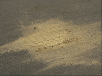 Tire tracks over spilled feed