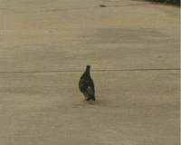 Wild bird attracted to spilled feed