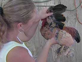 Examine birds daily