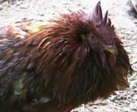 A chicken with bluish comb and wattles