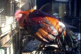 Depressed chicken
