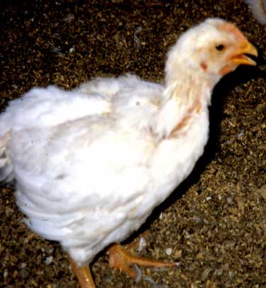 Wheezing chicken
