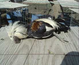 Dead bird