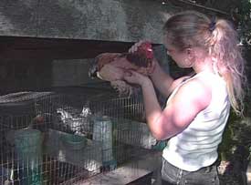 Inspecting a healthy bird