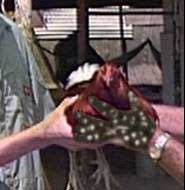 Two people handling a bird and passing the germs