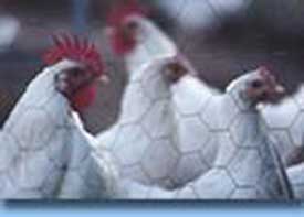 Fenced chickens can also carry germs