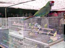 A free roaming Parrot  in a pet store can be a disease carrier