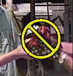 Passing a chicken can pass germs also