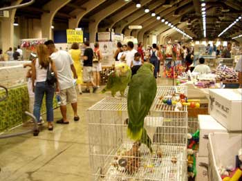 A bird show