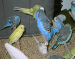 Birds in a cage