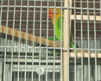 Isolated bird