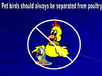 Pet birds should always be separated from poultry