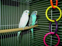 Birds in a cage