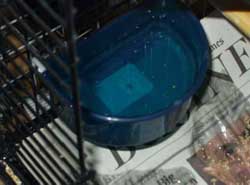 Bird water bowl